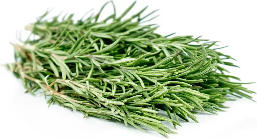 Rosemary